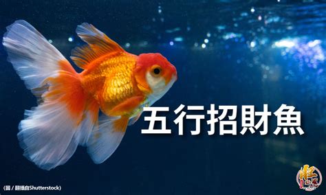 風水魚數量|揭秘風水魚養殖最佳數量指南：招財納福必學秘訣 